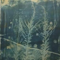 Traces of Being: Cyanotype Scroll 2